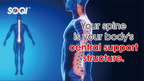 Spine-2-480.jpg