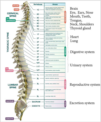 Spine-8-480.jpg